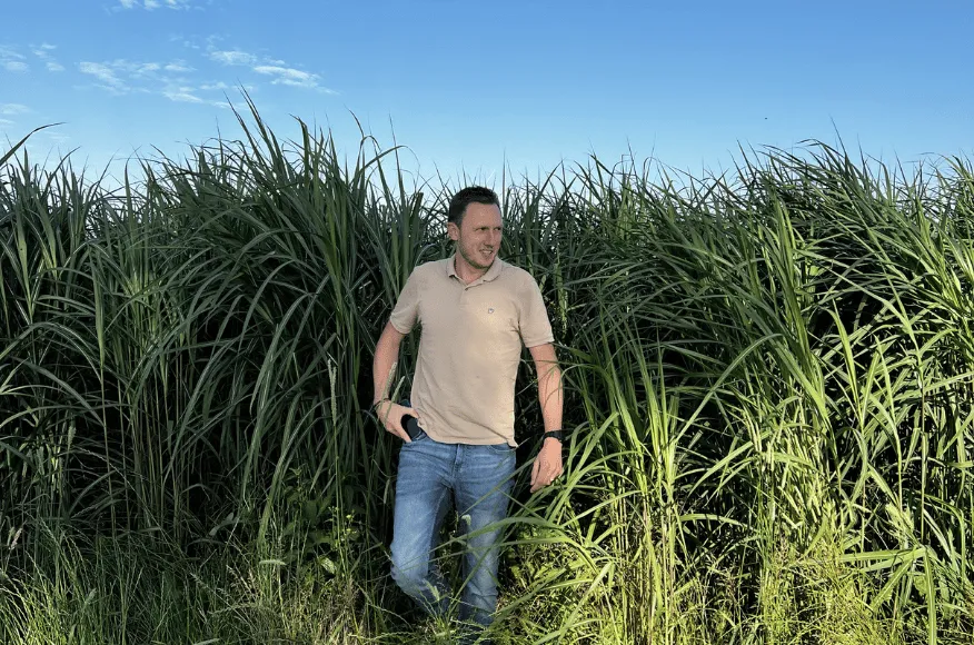 Van voorjaar naar groeiseizoen: Miscanthus en Paulownia laten een sterke ontwikkeling zien