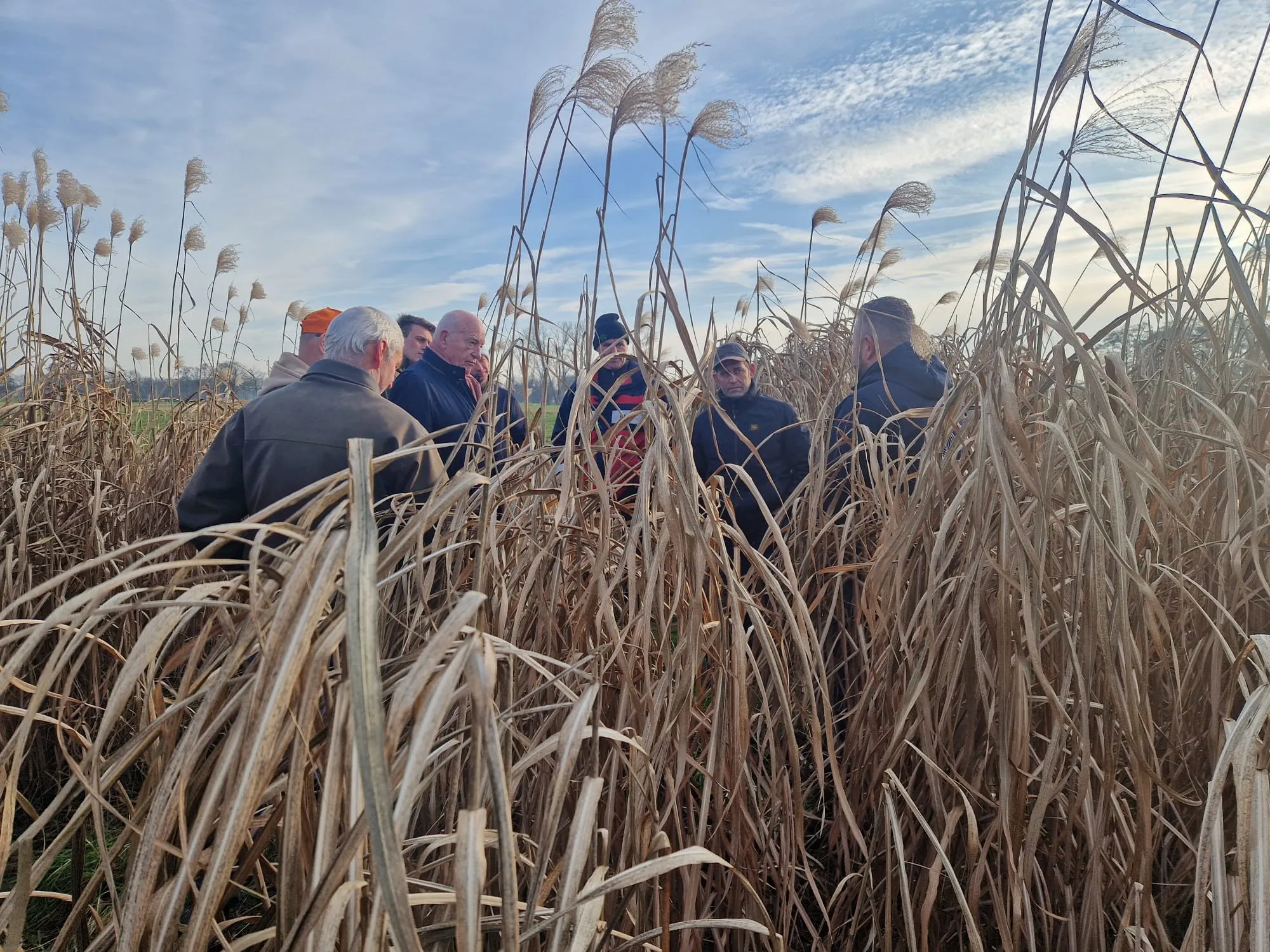 Altijd wel een perceel in de buurt: bekijk Miscanthus en Paulownia in de praktijk