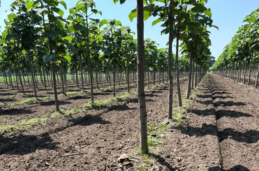 Waarom groeit Paulownia zo snel?