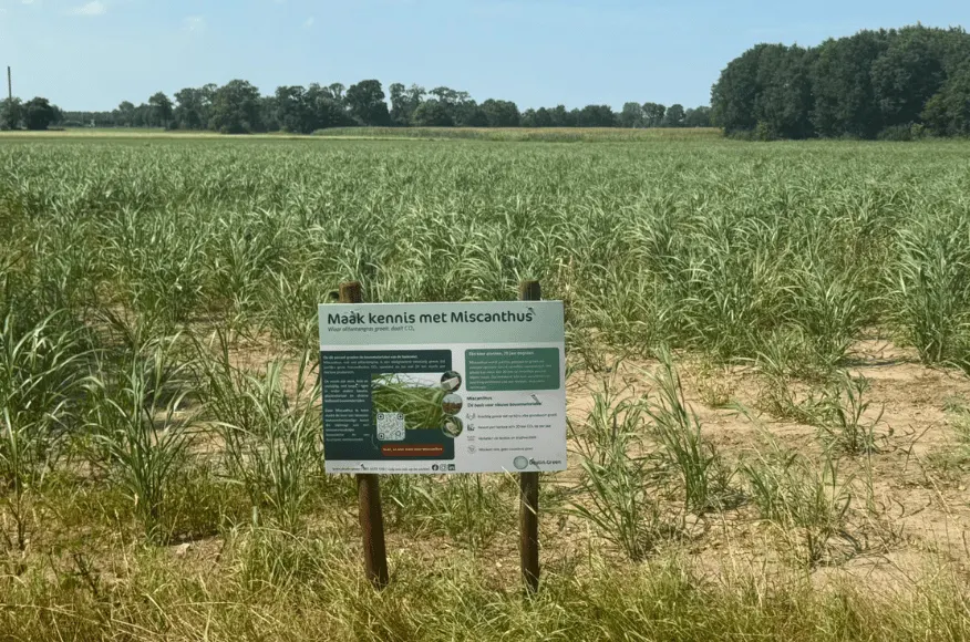 Olifantengras of olifantsgras? Wat Miscanthus precies is (en niet is)