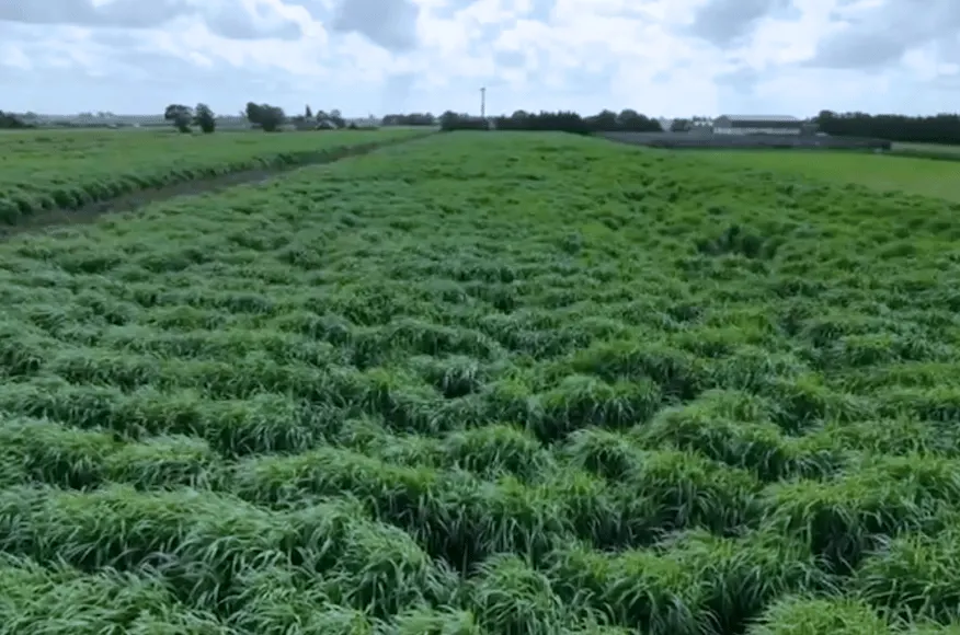 Wat levert een hectare Miscanthus (olifantengras) op?