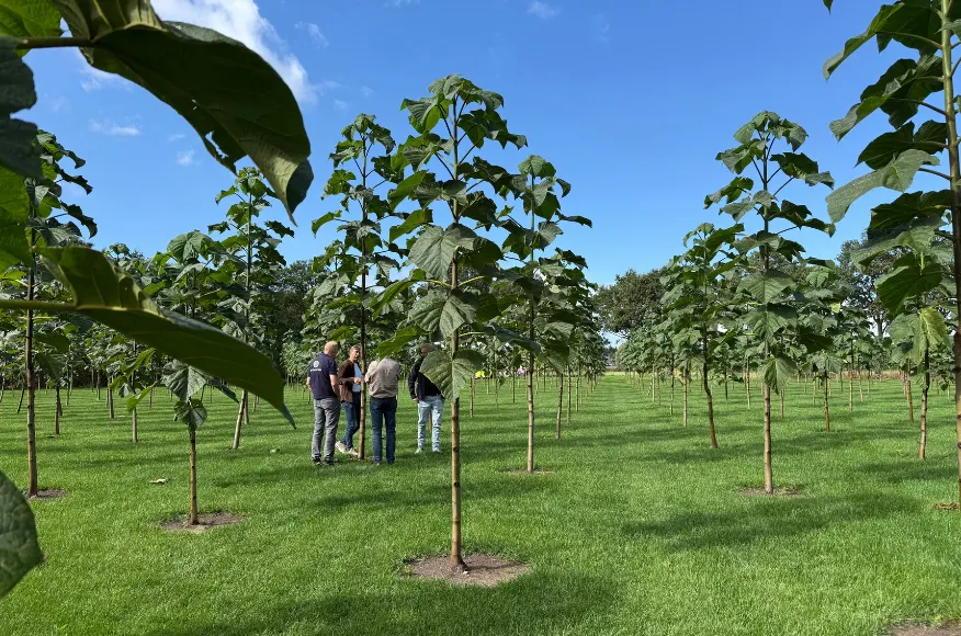 Wat levert een hectare Paulownia op? Drie inkomstenstromen