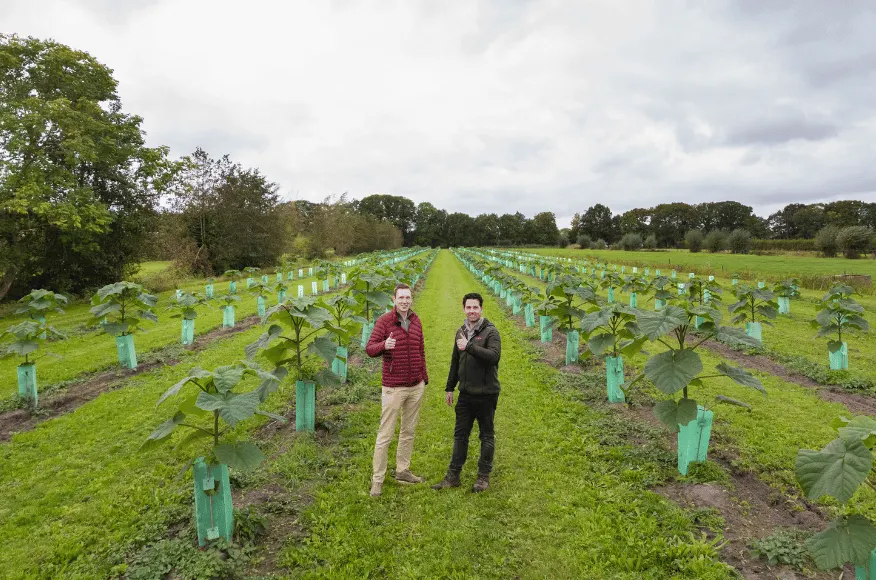 Paulownia aanplanten op landbouwgrond: regels en GLB