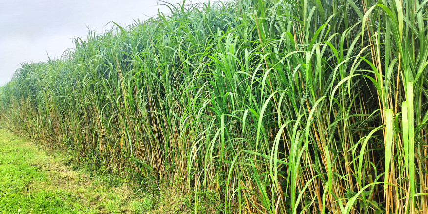 De kracht van Miscanthus ECO2GRASS weefselkweek