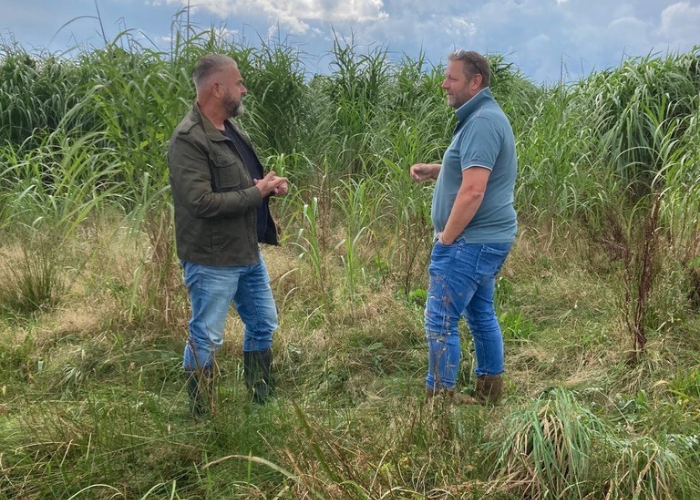 Dealin.Green en Carbon Grass bundelen krachten voor uitbreiding Miscanthus-markt