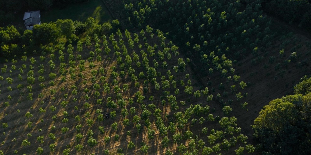 Naturevest, partner van Dealin.Green, heeft de eerste carbon credits van Paulownia teelt verkocht